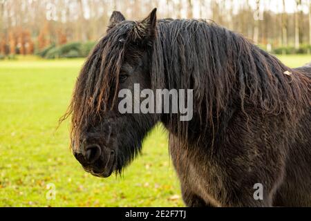 Pioveva su cavallo friesiano con capelli scombaciati Foto Stock