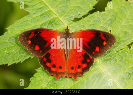 Farfalla a piedi, Lasiophila orbifera, Nymphalidae. Vista dorsale. Foto Stock