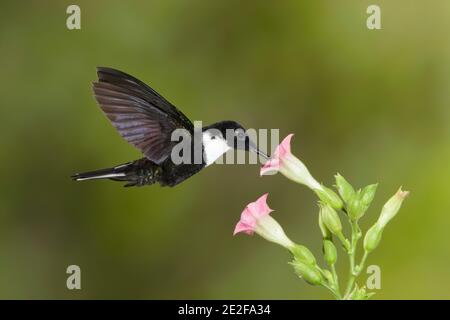 Inca, Torquata di Coeligena, che si nuota al fiore. Foto Stock