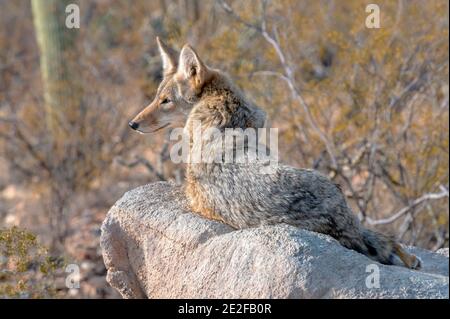 Coyote riposato su una roccia nel deserto di sonora Foto Stock