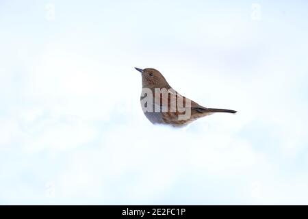 Accentor giapponese (Prunella rubida) in Giappone Foto Stock