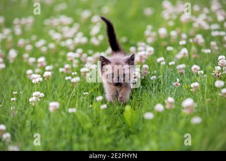 Kitten Siamese punto di cioccolato camminare tra fiori bianco trifoglio dentro erba Foto Stock