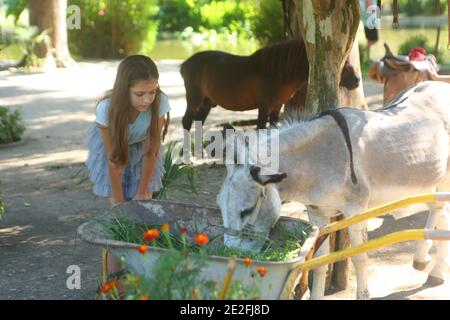 Ragazza nel giardino zoologico che alimenta l'erba ad un asino Foto Stock