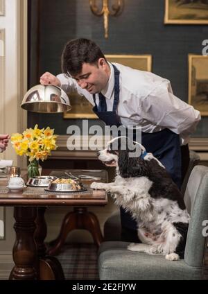 Un cane King Charles spaniel serve un pasto in un bel ristorante ad un tavolo da un cameriere / cameriera. Credito - Phil Wilkinson / Alamy Foto Stock