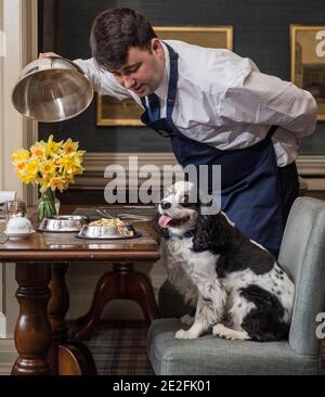 Un cane King Charles spaniel serve un pasto in un bel ristorante ad un tavolo da un cameriere / cameriera. Credito - Phil Wilkinson / Alamy Foto Stock