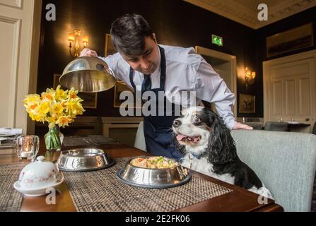 Un cane King Charles spaniel serve un pasto in un bel ristorante ad un tavolo da un cameriere / cameriera. Credito - Phil Wilkinson / Alamy Foto Stock