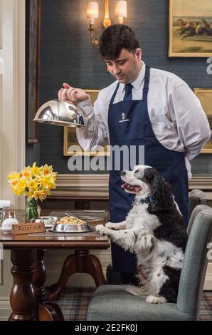 Un cane King Charles spaniel serve un pasto in un bel ristorante ad un tavolo da un cameriere / cameriera. Credito - Phil Wilkinson / Alamy Foto Stock