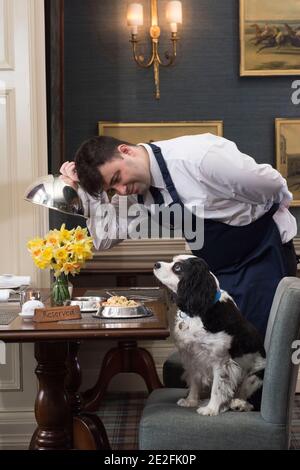 Un cane King Charles spaniel serve un pasto in un bel ristorante ad un tavolo da un cameriere / cameriera. Credito - Phil Wilkinson / Alamy Foto Stock