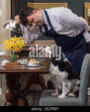 Un cane King Charles spaniel serve un pasto in un bel ristorante ad un tavolo da un cameriere / cameriera. Credito - Phil Wilkinson / Alamy Foto Stock