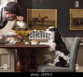 Un cane King Charles spaniel serve un pasto in un bel ristorante ad un tavolo da un cameriere / cameriera. Credito - Phil Wilkinson / Alamy Foto Stock