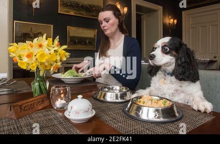 Un cane King Charles spaniel serve un pasto in un bel ristorante ad un tavolo da un cameriere / cameriera. Credito - Phil Wilkinson / Alamy Foto Stock