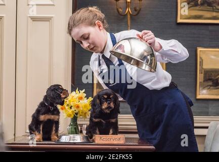 Un cane King Charles spaniel serve un pasto in un bel ristorante ad un tavolo da un cameriere / cameriera. Credito - Phil Wilkinson / Alamy Foto Stock