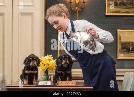 Un cane King Charles spaniel serve un pasto in un bel ristorante ad un tavolo da un cameriere / cameriera. Credito - Phil Wilkinson / Alamy Foto Stock