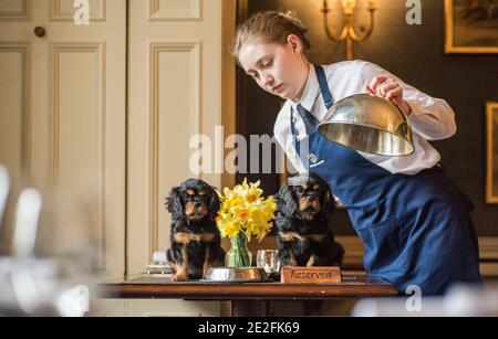 Un cane King Charles spaniel serve un pasto in un bel ristorante ad un tavolo da un cameriere / cameriera. Credito - Phil Wilkinson / Alamy Foto Stock