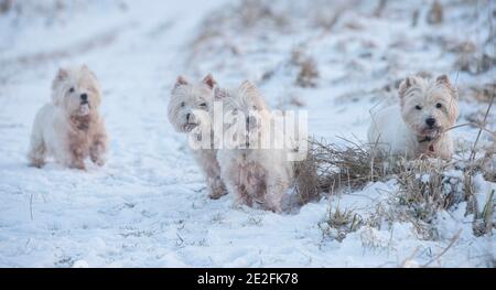 PIC mostra West Highland White Terriers la mattina a piedi fuori nelle campane innevate vicino Lauder nei confini scozzesi. PIC PHIL WILKINSON / ALAMY Foto Stock