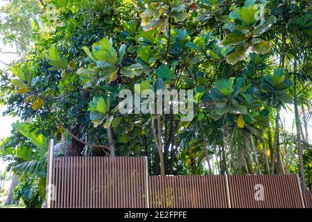 Fiddle foglia di fico Ficus Lyrata che cresce all'esterno in un giardino di Sydney, questa pianta particolare è di circa 20 piedi di altezza e sta crescendo come un albero, Australia Foto Stock