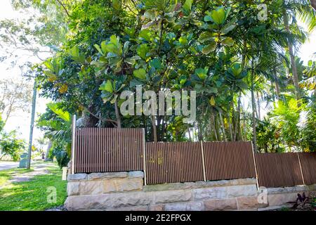 Fiddle foglia di fico Ficus Lyrata che cresce all'esterno in un giardino di Sydney, questa pianta particolare è di circa 20 piedi di altezza e sta crescendo come un albero, Australia Foto Stock