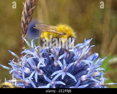 Bumblebees fuzzy su un fiore di allio blu contro un blured sfondo Foto Stock