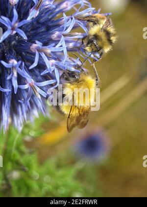 Bumblebees fuzzy su un fiore di allio blu contro un blured sfondo Foto Stock