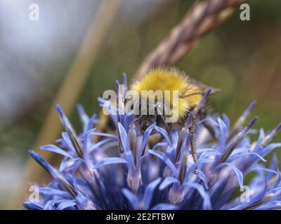 Bumblebees fuzzy su un fiore di allio blu contro un blured sfondo Foto Stock