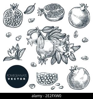 Set di frutta tropicale melograna. Illustrazione vettoriale dello schizzo disegnata a mano. Vendemmiate in filiale, elementi di design vintage isolati. Illustrazione Vettoriale
