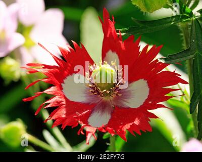 Papavero rosso e bianco vibrante con bordi dentellati di petali e un grande bulboso giallo stampato in piena fioritura su uno sfondo naturale del giardino Foto Stock