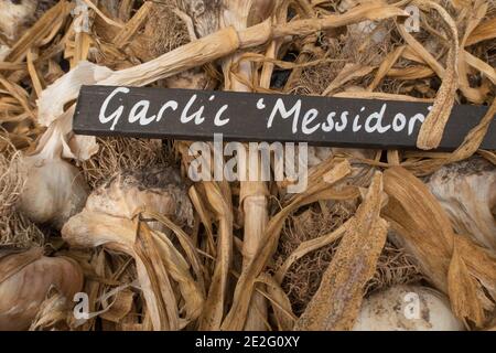 Bulbi di aglio biologico coltivati in casa (Allium sativum 'Messidor') Essiccare in un Polifunnel dopo essere stato raccolto da un vegetale Giardino in Devon rurale Foto Stock