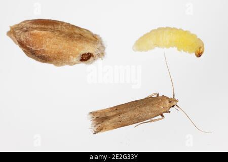 La falena di grano di Angoumois (Sitotroga cerealella) - bruco, pupa e insetto adulto. È un'importante peste dei grani immagazzinati di cereali, mais, riso Foto Stock