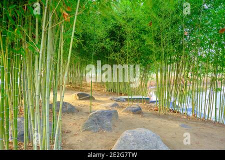 Piante di bambù e ci è laghetto piccolo e laghetto dietro queste piante. Foto Stock