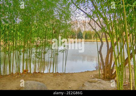 Piante di bambù e ci è laghetto piccolo e laghetto dietro queste piante. Foto Stock