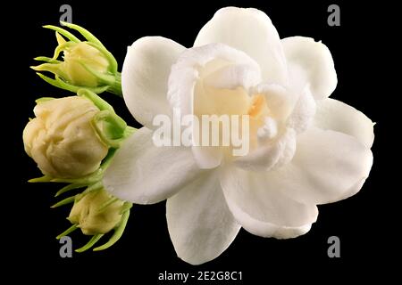 Primo piano di fuoco profondo del fiore e dei giovani del gelsomino arabo bud isolato su sfondo nero Foto Stock