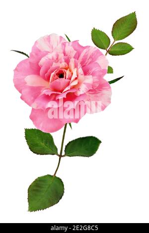 Rosa candy rosa fiore con foglie isolato su sfondo bianco Foto Stock