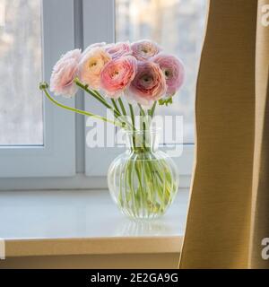 Bouquet di bicchierini Persiani rosa è in vaso rotondo di vetro su una soglia di finestra di pietra artificiale bianca dietro una tenda. Spazio di copia Foto Stock