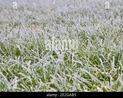 Erba ghiacciata in una mattina invernale, con fuoco a metà distanza e una stretta profondità di campo. Foto Stock