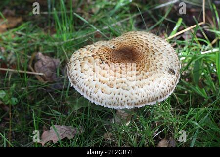 Agaricus augusto, conosciuto come il principe, fungo commestibile selvatico dalla Finlandia Foto Stock