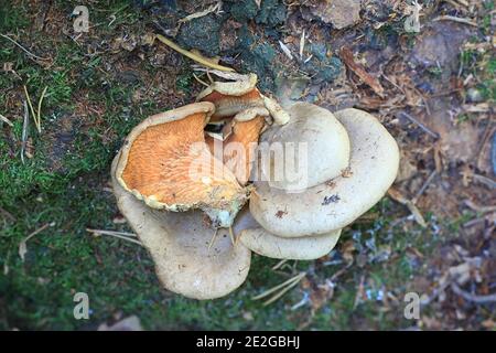 Tapinella panuoides, noto come l'Ostrica rollrim di funghi selvatici dalla Finlandia Foto Stock