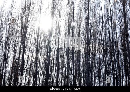 Alberi di pioppo autunnali. Albero deciduo. Foto Stock