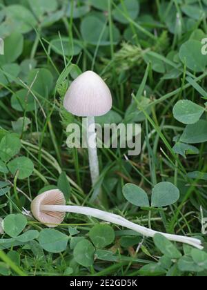 L'apala di Conocybe, conosciuta come il cappuccio bianco della dunce, fungo selvatico dalla Finlandia Foto Stock