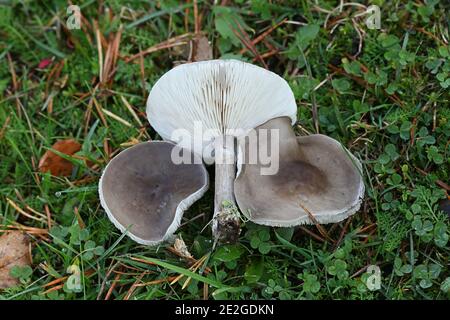 Melanoleuca melaleuca, conosciuto come cavalier calvo o cavaliere calvo, fungo selvatico dalla Finlandia Foto Stock