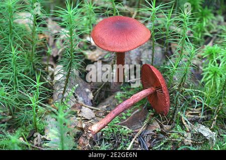 Cortinarius sanguineus, noto come il sangue rosso o rosso sangue webcap di funghi selvatici dalla Finlandia Foto Stock