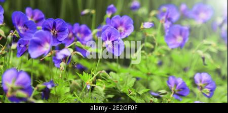 Geranio selvatico. Primavera estate fiori, sole giorno, raggi di sole. Coltivazione, selezione di fiori geranio Foto Stock