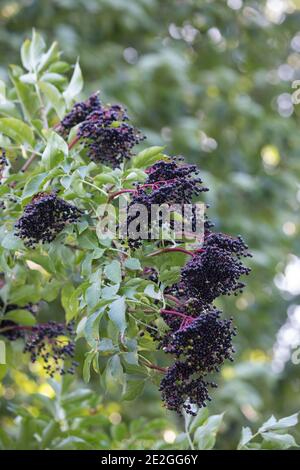 Schwarzer Holunder, Frucht, Früchte, Fliederbeeren, Fliederbeere, Beere, Beeren, Sambucus nigra, Vecchio, Vecchio comune, Elderberry, anziano europeo, Euro Foto Stock