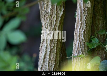 Schwarzer Holunder, Rinde, Borke, Stamm, Baumstamm, Holderbusch, Holler, Fliederbeeren, Fliederbeere, Sambucus nigra, anziano, anziano comune, Elderberry, Foto Stock