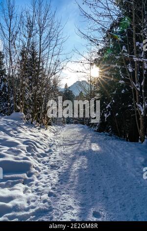 Verschneiter Waldweg im Winter mit leuchtendem Sonnenstern zwischen den Bäumen. Percorso forestale innevato in inverno con una stella solare brillante tra gli alberi. Foto Stock