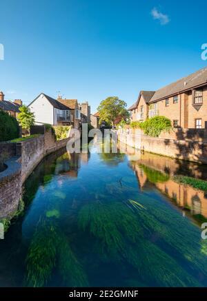 La vista del fiume Stour a Canterbury, Kent. Foto Stock