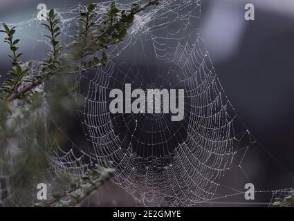 Il ragno da giardino, Araneus diadematus, una mattina d'autunno su una rete di ragno coperta di rugiada Foto Stock