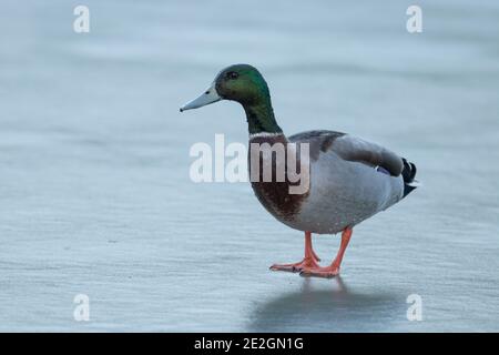 Mallard anatra su uno stagno ghiacciato in inverno, Nord Yorkshire Foto Stock