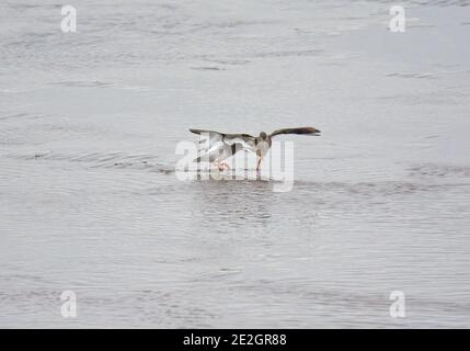 Redshank, Tringa totanus, corteggiamento, Morecambe Bay, Lancashire, Regno Unito Foto Stock