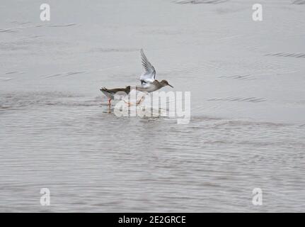 Redshank, Tringa totanus, corteggiamento, Morecambe Bay, Lancashire, Regno Unito Foto Stock