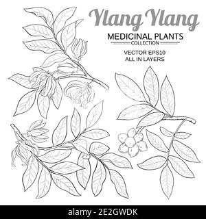 ylang ylang vettore impostato Illustrazione Vettoriale